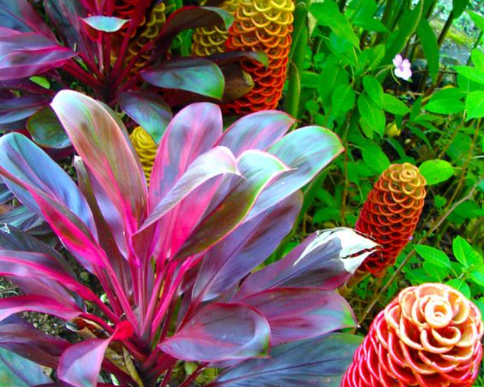 Tropical Fruits Gallery